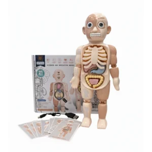 Maniquí del Cuerpo Humano Sonido