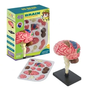 Modelo Anatómico Cerebro 4D para Niños