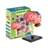Modelo Anatómico Cerebro 4D para Niños