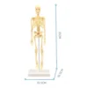 Kit de Anatomía para Niños STEM