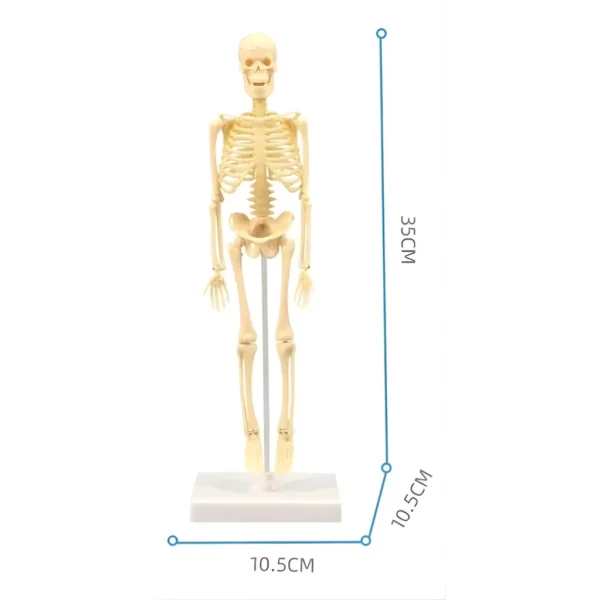 Kit de Anatomía para Niños STEM
